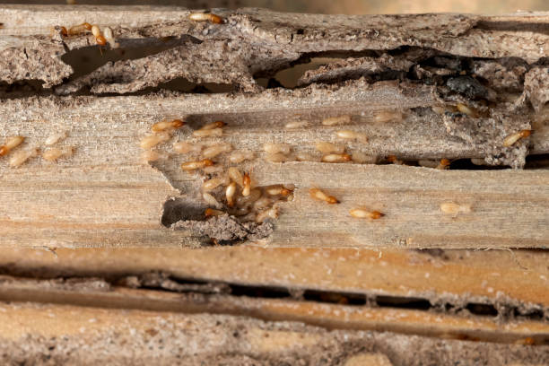 Best Affordable Pest Control Services  in Chariton, IA