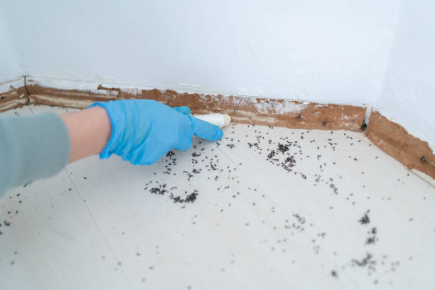 Insect Control in Chariton, IA